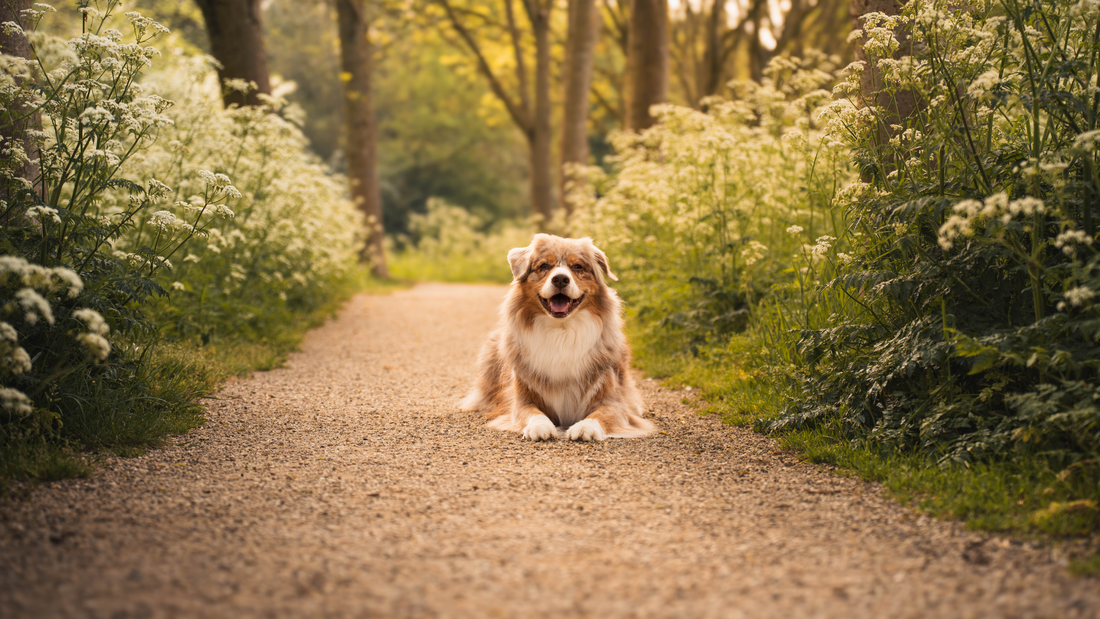 10 Tips to Capture Pet Portraits - Dog Photography For Beginners