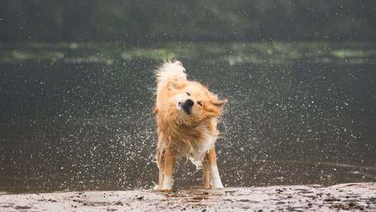 How to Edit Dog Photos Like a Pro in Lightroom