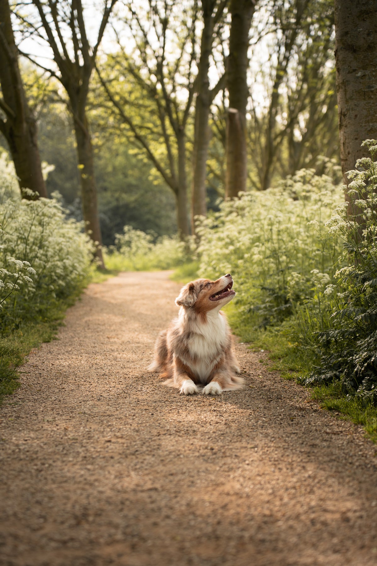 Lightroom Preset example DOG sunny and bright